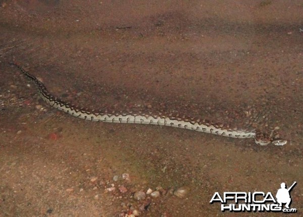 Python Zimbabwe