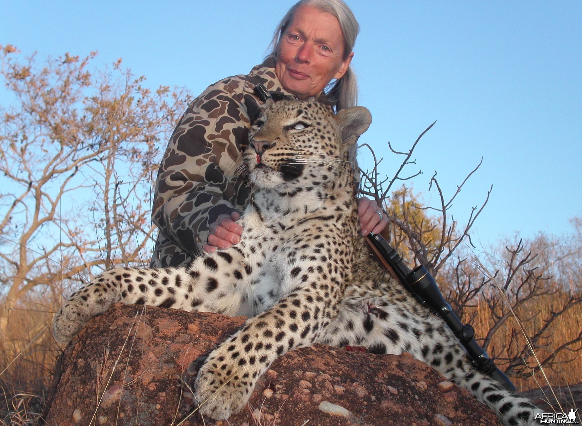 Hunting Leopard