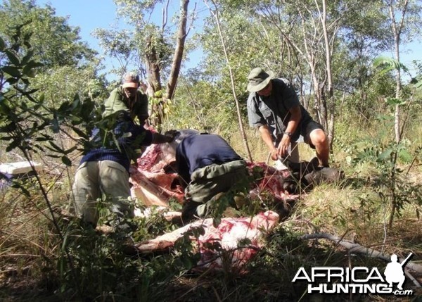 Buffalo used as Leopard Bait in Zimbabwe