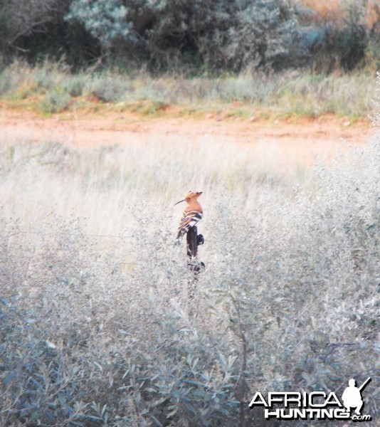 Keep forgetting the name of this bird, but its a cool name in Afrikans.