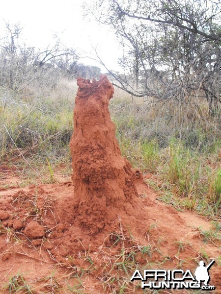 Cool ass evacuated termite mound. . .