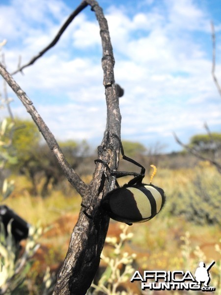 Some huge freakin beetle. . Like the size of an egg!