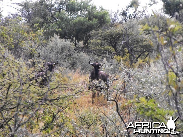 Surprise - Blue wildebeest scaring the crap outta me - thinking they were b