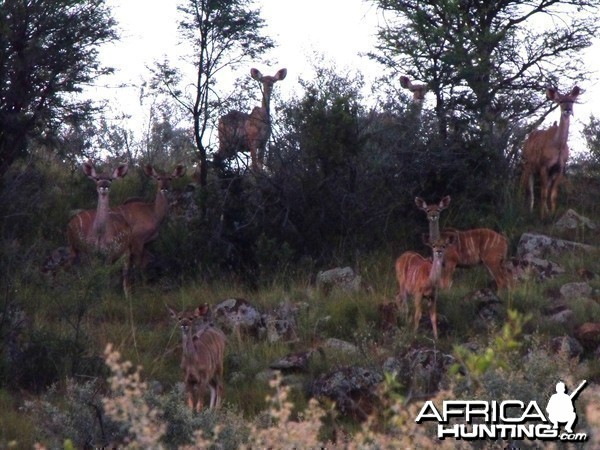 Ridiculously healthy, self sustaining Kudu population