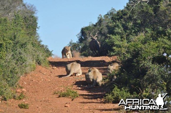 Failed Lion Ambush