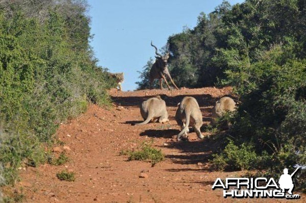 Failed Lion Ambush