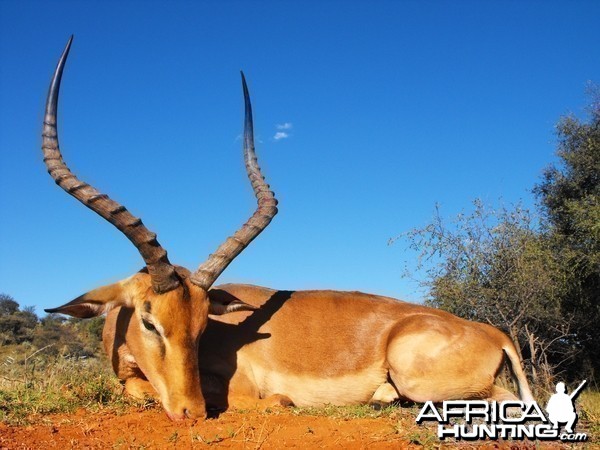 Nice Impala ram - my first