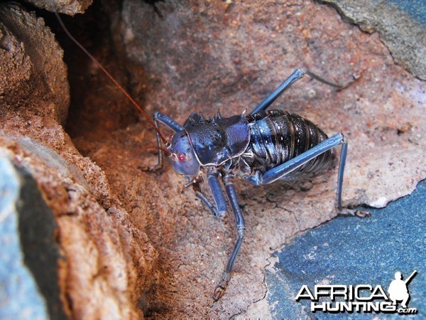 Armored Cricket