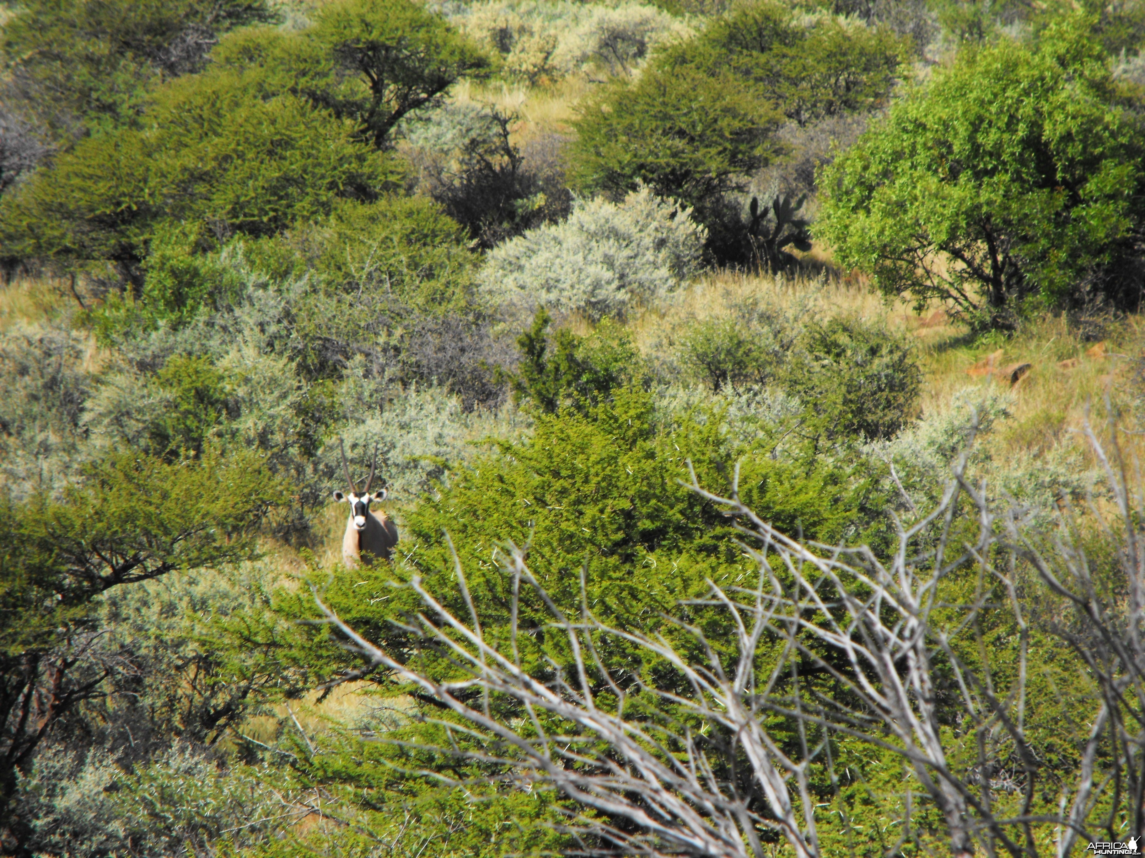 Gemsbok giving us the stink-eye