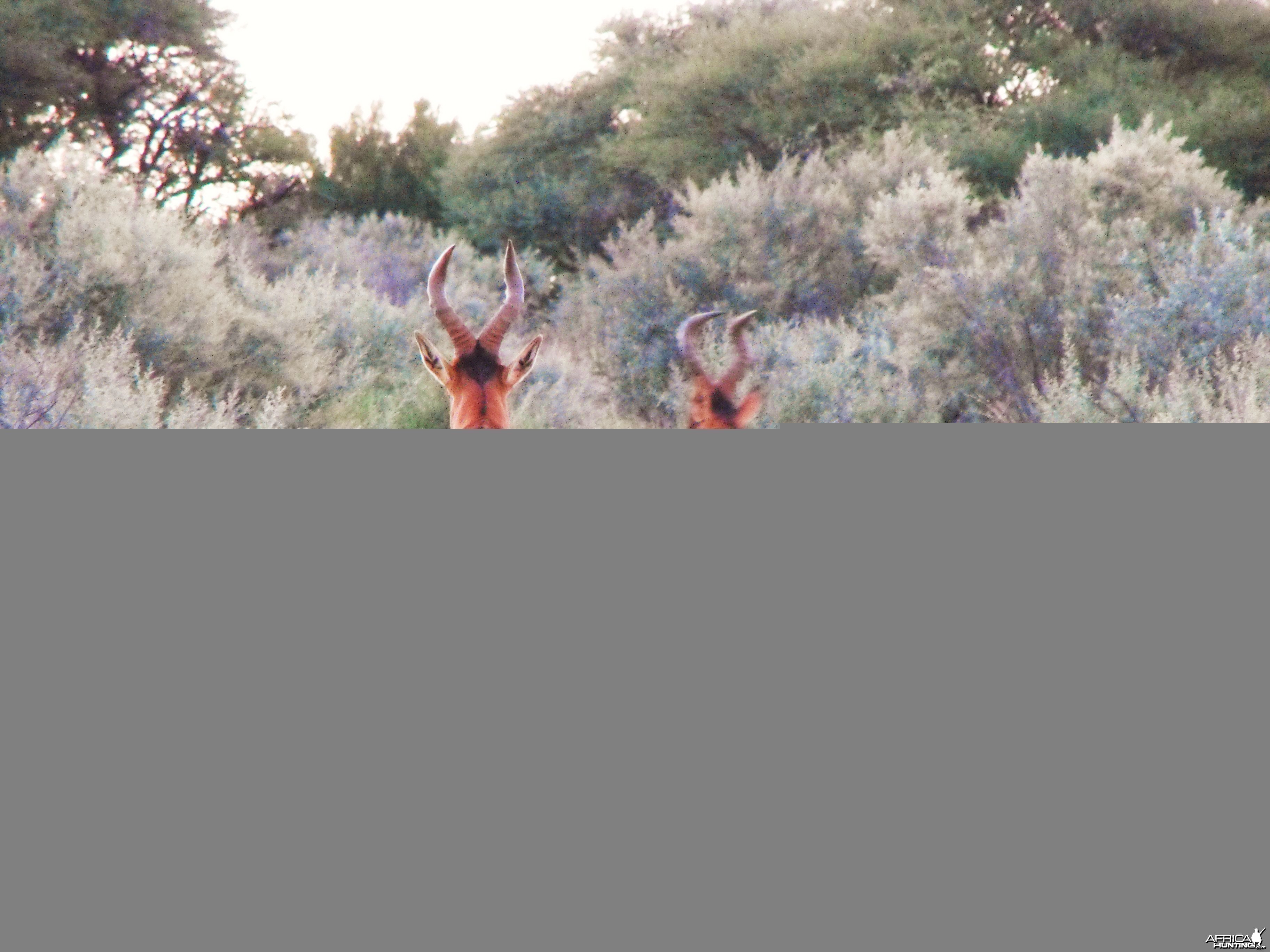 Fleeting glimps at some Red Hartebeest