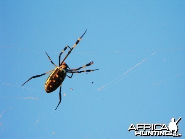 Classic and Massive species of orb weaver spider