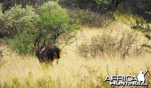 Nice Nyala bull peacing off