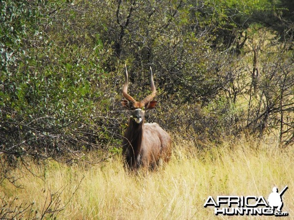 A nice Nyala bull we named 'Lopside'