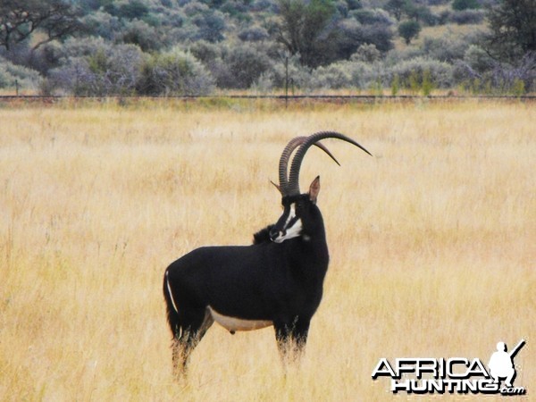 Beaut of a Sable bull - I thought we judged him at 37 inches but I could ea