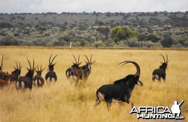 First look at a herd of Sable! Wow