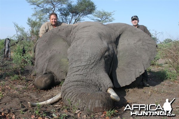 53 lbs Elephant hunted in the Caprivi Namibia