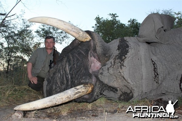 54 lbs Elephant hunted in the Caprivi Namibia