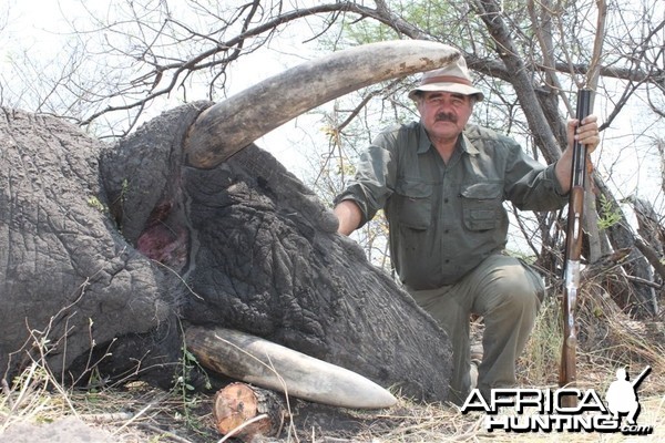 55 lbs Elephant hunted in the Caprivi Namibia