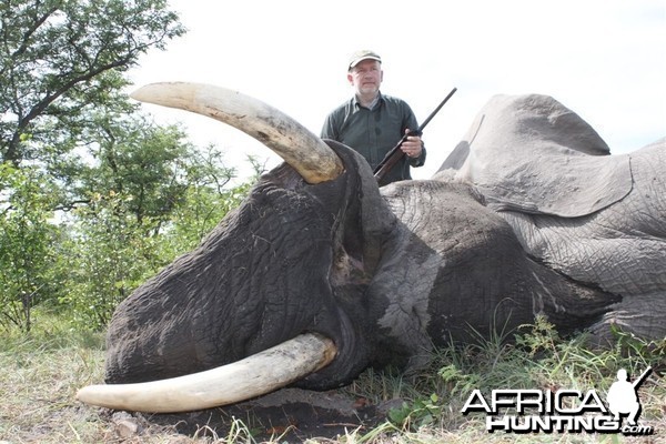 56 lbs Elephant hunted in the Caprivi Namibia