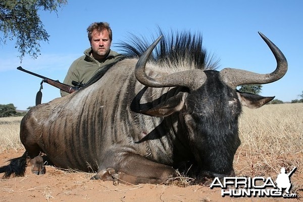 Blue Wildebeest Namibia