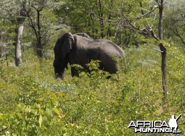 Broken tusk Elephant bull, typical as non export