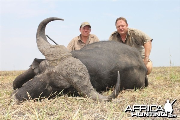 Buffalo hunted in Namibia Chobe flood plains