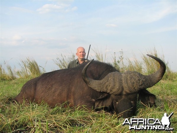 Buffalo hunted in Namibia Chobe flood plains