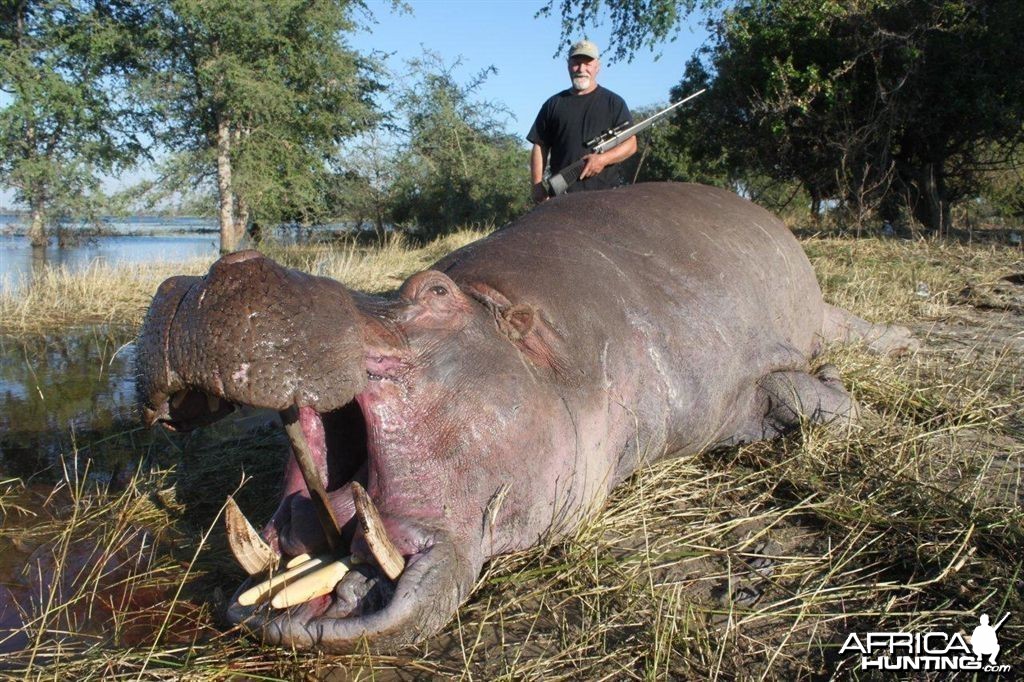 Chobe Hippo