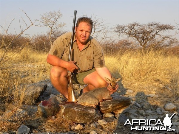 Damara Dik-Dik Namibia