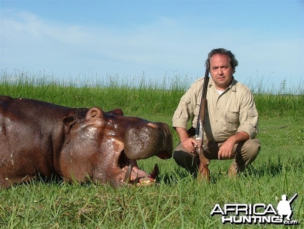 Hippo hunted in Namibia Chobe flood plains