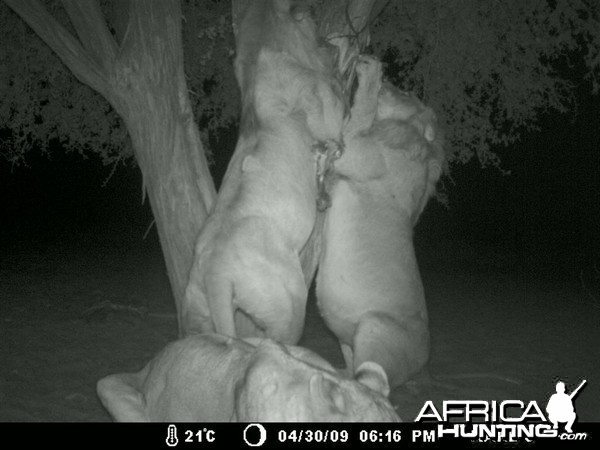 Free range Namibian Lions on bait