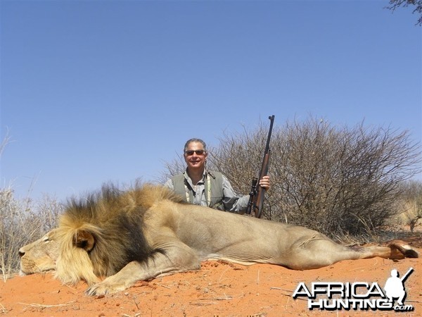 Free range Namibian Lion