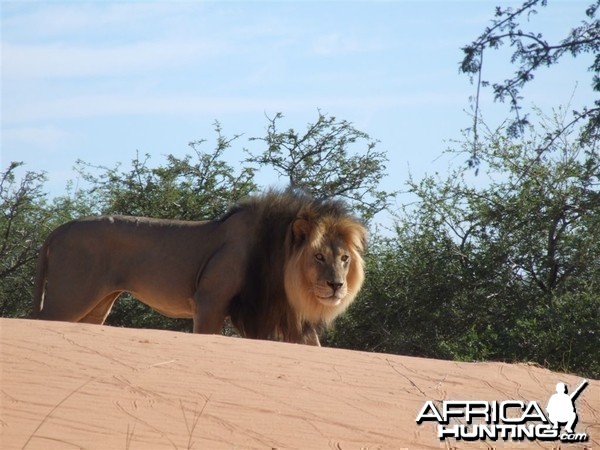 Free range Namibian Lion