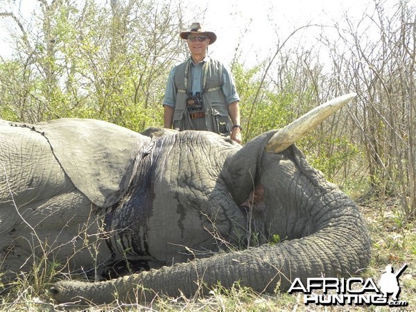 Typical own use or non trophy Elephant Nambia