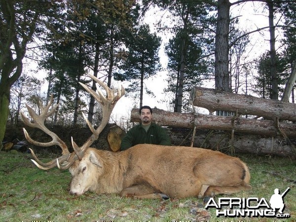 red stag taken in the UK