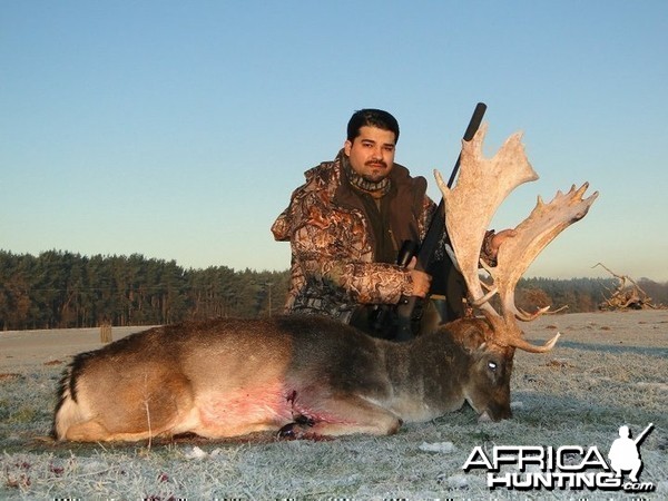 Fallow buck taken in England