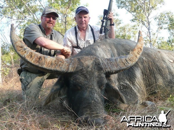 Hunting Australian Buffalo