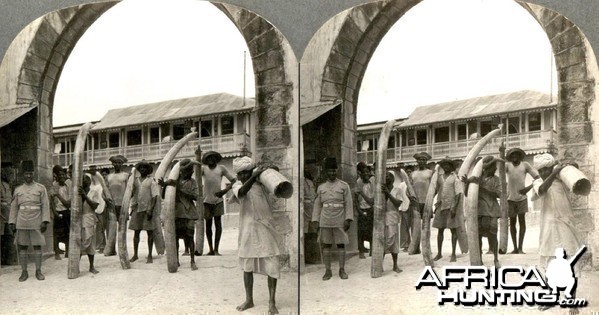 Ivory from the African jungle being readied for export in Mombasa