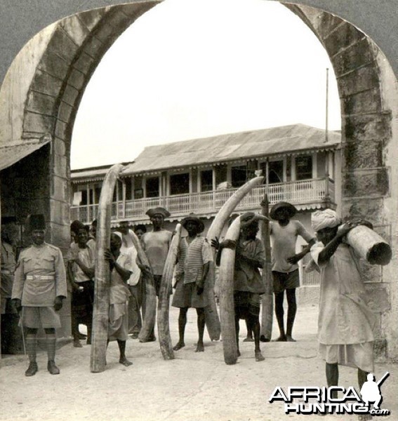 Ivory from the African jungle being readied for export in Mombasa