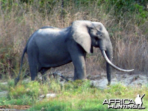 Elephant estimated to be oner a hundred pound