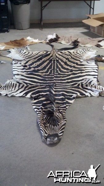 Zebra Skin