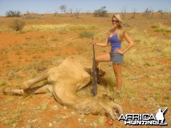 Babe Hunting Camel