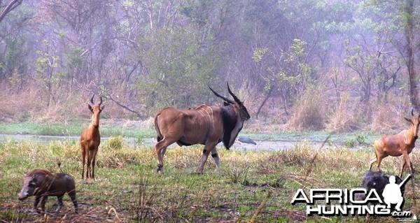 Lord Derby Eland Bull in Central Africa