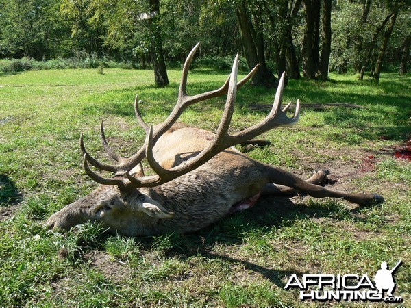 6 kg Red Deer