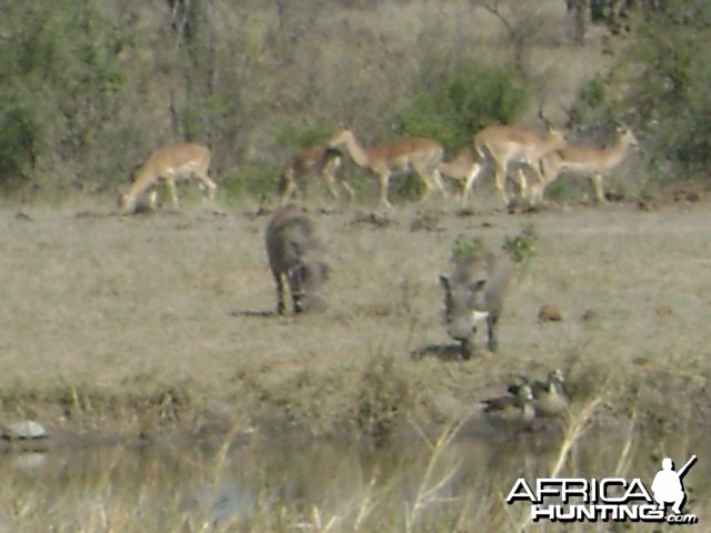 Watering hole