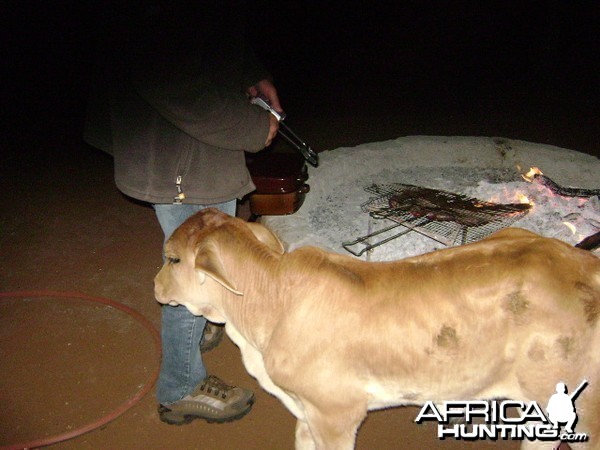 Orphan bull brahman at braai