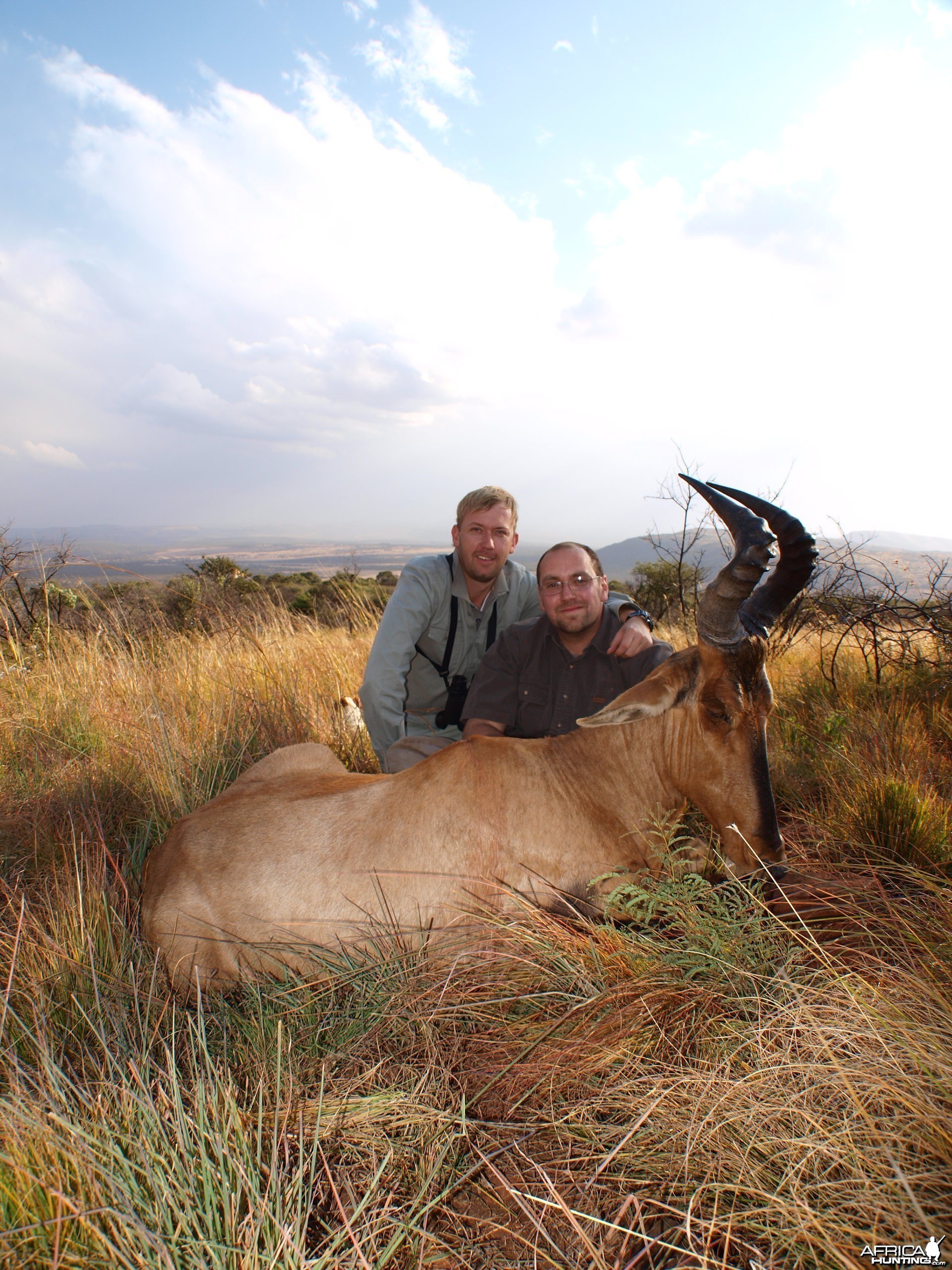 Hartebeest