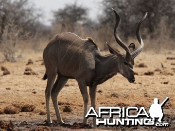 Young Kudu Bull