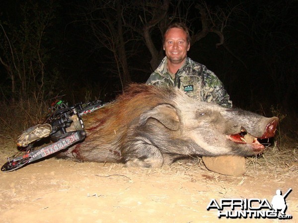 Bushpig Leeukop Safaris