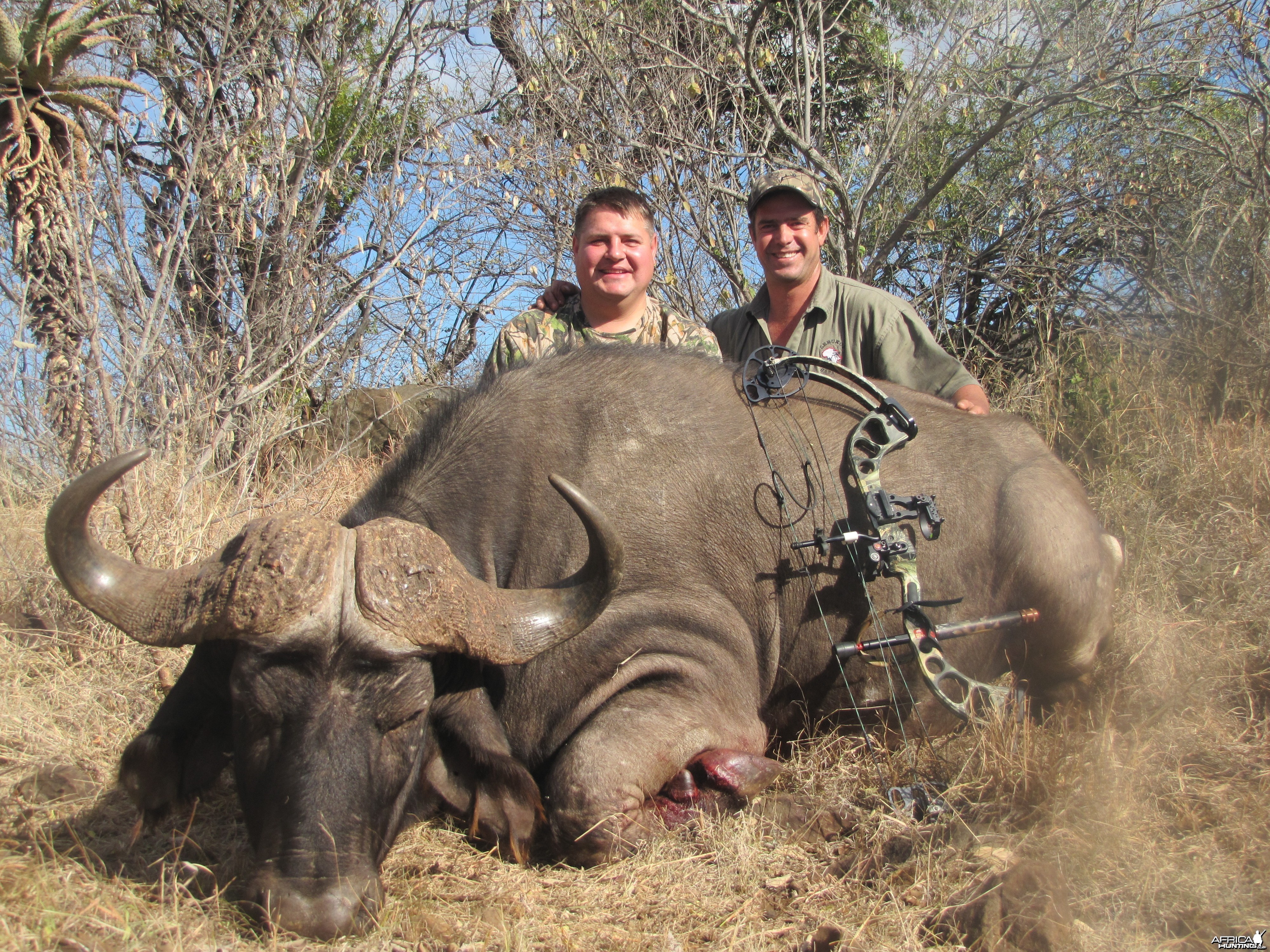 Cape Buffalo &quot;Walk and Stalk&quot; Leeukop Safaris